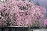 パズルの達人 1500ピース しだれ桜咲く角館-秋田 15-530