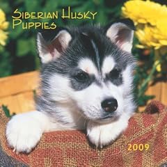 Siberian Husky Puppies 2009 7X7 Mini Wall Calendar