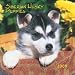 Siberian Husky Puppies 2009 7X7 Mini Wall Calendar