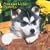 Siberian Husky Puppies 2009 7X7 Mini Wall Calendar