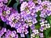 Easter Bonnet Alyssum - Lavender - 200 Seeds - Seed Needs Envelope