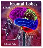 Frontal Lobes