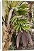Canvas Prints of DAD-1987 Dwarf Banana from Ardea Wildlife Pets