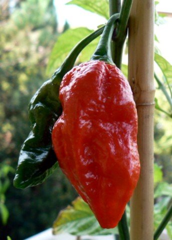 Naga Morich Serpent Chile Pepper 10 Seeds HOTTEST CHILE