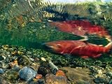 Chinook Salmon Swimming Up Spawning Stream in Copper River Basin, Alaska Photographic Poster Print by Michael S. Quinton, 9x12