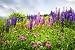 Purple and Pink Wildflowers - 18