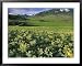 Balsamroot in the Absaroka Mountains, Livingston, Montana, USA Framed Art Poster Prin...