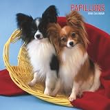 Papillons 2008 Square Wall Calendar