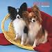 Papillons 2008 Square Wall Calendar (German, French, Spanish and English Edition)