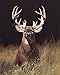 Trophy Buck Deer with Big Rack Wall Picture Art Print