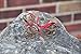 G & F Products MiniGardenn 10022 Fairy Garden Miniature Mini Bicycle, Red