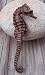 Large 3 Inch Real Sea Horse