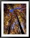 Blue Sky Through Sugar Maple Trees in Autumn Colors, Upper Peninsula, Michigan, USA F...