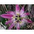 Passion flower 'Violacea' climbing plant, heavily scented