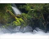 Photographic Print of Whitewater river - wild torrent running over moss-covered tree trunk in lush from Ardea