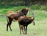 Sable Antelope - 60"W x 45"H - Peel and Stick Wall Decal by Wallmonkeys