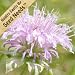 200 Seeds, Wild Bee Balm (Monarda fistulosa) Seeds By Seed Needs