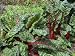 Close-Up of a Row of Rhubarb Chard Beet Leaves in August in England Floral & Botanical Photographic Poster Print by Michael Black, 40x30