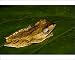 Photographic Prints of ANZ-1080 File-eared Tree Frog hides in giant leaves of a ginger plant in from Ardea Wildlife Pets