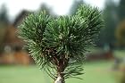 Pinus mugo 'Jakobsen'- Pot Size 4