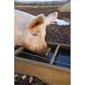 Photographic Prints of Pig - free range pig drinking from cattle trough from Ardea Wildlife Pets