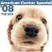 cocker spaniel - American Cocker Spaniel 2008 Square Wall Calendar