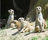 MOUSE MAT 1251 MEERKATS MEER-KATS FUNNY PHOTO GIFT QUALITY FUN MOUSE MAT