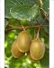 Photographic Prints of Kiwifruit - ripe fruits hanging in bunches from the plants from Ardea Wildlife Pets