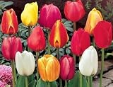 Mixed Tulip 30 Bulbs Color Garden - Loads of Blooms