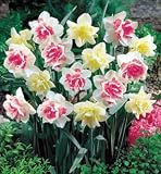 Double Daffodil Duo 15 Bulbs - Replete & White Lion