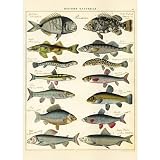 (20x28) Fish Decorative Decoupage Vintage Retro Style Paper Poster Print