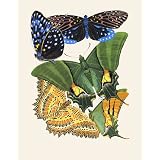 Butterflies (Print On Demand)