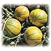 Vedrantais Charentais Melon 10 Seeds