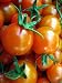 Super Sweet Sun Sugar Tomato Plant