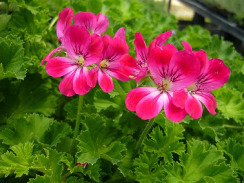 Pineapple (Brilliant) Scented Geranium Live Plant Pineapple (Brilliant) Scented Geranium Live Plant