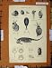 Antique Print C1800-1870 Crustacea Pulex Stagnalis