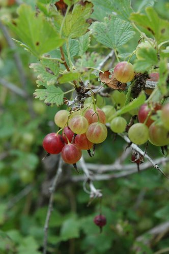 -Red- PIXWELL GOOSEBERRY 