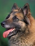 Domestic Dogs, Belgian Malinois / Shepherd Dog Face Portrait Photographic Poster Print by Adriano Bacchella, 12x16