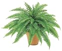 24.5 Inch Boston Fern Bush - Qty of 4