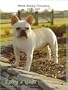 French Bulldog Champions, 2005-2007