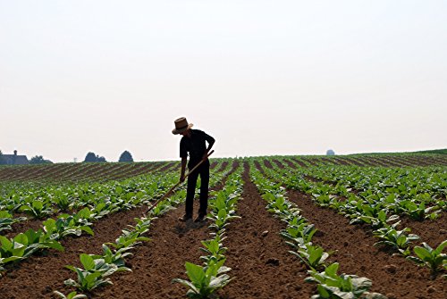 *LOOKING FOR LITE TOBACCO*1000+ SEEDS#1066 *LOOKING FOR LITE TOBACCO*1000+ SEEDS#1066