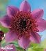 Blue Bayou Powder-Puff Dahlia, 1 Tuber: Dbl. Purple