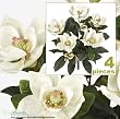 FOUR 2' Magnolia Artificial Silk Flower Bushes (Cream) for Home, Garden and Decoration