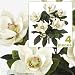 FOUR 2' Magnolia Artificial Silk Flower Bushes (Cream) for Home, Garden and Decoration