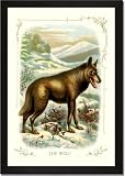 Framed Art Poster 20x30, The Wolf