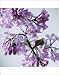 Photographic Prints of Lilac (Syringa vulgaris) from Science Photo Library
