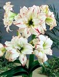 Aphrodite Double Amaryllis 1 Bulb - Double Flower