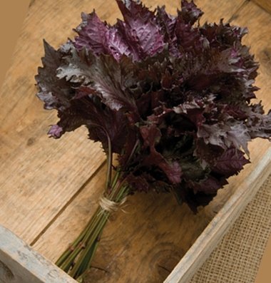 Herb Shiso Red D937 (Red) 500 Open Pollinated Seeds by David's Garden Seeds Herb Shiso Red D937 (Red) 500 Open Pollinated Seeds by David's Garden Seeds
