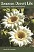 Sonoran Desert Life: Understanding, Insights, and Enjoyment