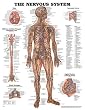 `Nervous System Chart 20"w X 26"h `Nervous System Chart 20"w X 26"h